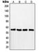 RAD18 E3 Ubiquitin Protein Ligase antibody, LS-C353495, Lifespan Biosciences, Western Blot image 