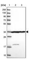 Calponin 2 antibody, PA5-61878, Invitrogen Antibodies, Western Blot image 