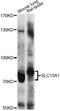 Solute Carrier Family 15 Member 1 antibody, abx126559, Abbexa, Western Blot image 