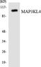 Mitogen-Activated Protein Kinase Kinase Kinase 21 antibody, LS-C292160, Lifespan Biosciences, Western Blot image 