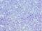 Minichromosome Maintenance Complex Component 3 antibody, LS-C376104, Lifespan Biosciences, Immunohistochemistry frozen image 