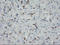 GTPase, IMAP Family Member 4 antibody, LS-C337772, Lifespan Biosciences, Immunohistochemistry frozen image 