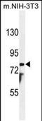 Patched Domain Containing 1 antibody, PA5-48191, Invitrogen Antibodies, Western Blot image 