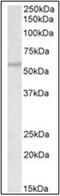 Tripartite Motif Containing 69 antibody, AP31866PU-N, Origene, Western Blot image 