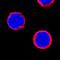 Mannose Receptor C-Type 1 antibody, MAB2534, R&D Systems, Immunocytochemistry image 