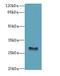 Glycoprotein M6B antibody, A64670-100, Epigentek, Western Blot image 