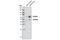 Protein Tyrosine Phosphatase Non-Receptor Type 5 antibody, 4396S, Cell Signaling Technology, Western Blot image 