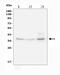 Insulin Like Growth Factor Binding Protein 3 antibody, PA1498, Boster Biological Technology, Western Blot image 