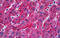 10-FTHFDH antibody, MBS246414, MyBioSource, Immunohistochemistry frozen image 
