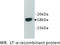 Lymphotoxin Alpha antibody, MBS355113, MyBioSource, Western Blot image 