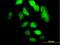 Transcription Factor 12 antibody, H00006938-M01, Novus Biologicals, Immunocytochemistry image 