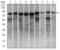 Microtubule Affinity Regulating Kinase 3 antibody, MA5-17118, Invitrogen Antibodies, Western Blot image 