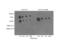 Interleukin 7 Receptor antibody, GTX85865, GeneTex, Western Blot image 