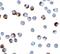 Trefoil Factor 3 antibody, A01738, Boster Biological Technology, Immunocytochemistry image 