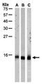 Replication Protein A3 antibody, orb74069, Biorbyt, Western Blot image 