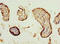 Cordon-Bleu WH2 Repeat Protein Like 1 antibody, A58622-100, Epigentek, Immunohistochemistry paraffin image 