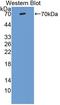 Vitronectin antibody, LS-C663183, Lifespan Biosciences, Western Blot image 