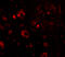 Aryl Hydrocarbon Receptor Interacting Protein Like 1 antibody, 4853, ProSci, Immunofluorescence image 