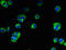 Transmembrane Protein 222 antibody, CSB-PA023817LA01HU, Cusabio, Immunofluorescence image 