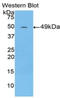 Interferon alpha-1 antibody, LS-C299735, Lifespan Biosciences, Western Blot image 