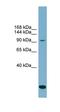 Solute Carrier Family 12 Member 4 antibody, orb330348, Biorbyt, Western Blot image 