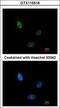 Cleavage And Polyadenylation Factor I Subunit 1 antibody, GTX115518, GeneTex, Immunocytochemistry image 