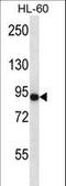 Adhesion G Protein-Coupled Receptor E5 antibody, LS-C168573, Lifespan Biosciences, Western Blot image 