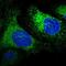 Reticulocalbin 1 antibody, NBP1-83483, Novus Biologicals, Immunocytochemistry image 