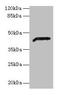 Alcohol Dehydrogenase 7 (Class IV), Mu Or Sigma Polypeptide antibody, CSB-PA001362LA01HU, Cusabio, Western Blot image 