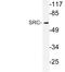 SRC-1 antibody, LS-C178188, Lifespan Biosciences, Western Blot image 