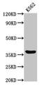 G Protein-Coupled Receptor 12 antibody, LS-C670967, Lifespan Biosciences, Western Blot image 