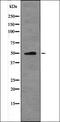MYC Associated Zinc Finger Protein antibody, orb335950, Biorbyt, Western Blot image 