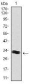 Thrombopoietin antibody, MA5-17188, Invitrogen Antibodies, Western Blot image 
