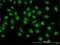 Glucocorticoid Modulatory Element Binding Protein 1 antibody, H00010691-M01, Novus Biologicals, Immunofluorescence image 
