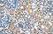 PBX Homeobox 3 antibody, 27-496, ProSci, Immunohistochemistry frozen image 