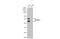 Lnir antibody, GTX116900, GeneTex, Western Blot image 