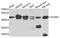 Complement Factor H Related 3 antibody, A7775, ABclonal Technology, Western Blot image 