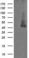 MEK1/2 antibody, TA505729, Origene, Western Blot image 