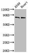 Dynamin 1 Like antibody, CSB-PA007078EA01HU, Cusabio, Western Blot image 