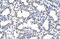 CysRS antibody, 29-249, ProSci, Immunohistochemistry paraffin image 