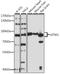 Leucine Zipper And EF-Hand Containing Transmembrane Protein 1 antibody, A15685, ABclonal Technology, Western Blot image 