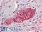 Taxilin Beta antibody, LS-A8161, Lifespan Biosciences, Immunohistochemistry frozen image 