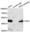 p53 antibody, LS-C334297, Lifespan Biosciences, Immunoprecipitation image 