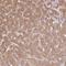 Deoxyguanosine Kinase antibody, NBP2-49251, Novus Biologicals, Immunohistochemistry frozen image 