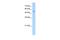 Solute Carrier Family 26 Member 8 antibody, PA5-42507, Invitrogen Antibodies, Western Blot image 