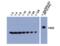 Histone Cluster 4 H4 antibody, ALX-804-674-L001, Enzo Life Sciences, Western Blot image 