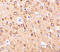 Complement C1q tumor necrosis factor-related protein 4 antibody, ADI-905-717-100, Enzo Life Sciences, Immunohistochemistry frozen image 