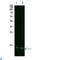 Thioredoxin antibody, LS-C813524, Lifespan Biosciences, Western Blot image 