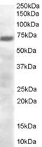 PR/SET Domain 4 antibody, LS-C55310, Lifespan Biosciences, Western Blot image 