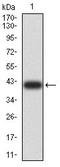 Arrestin Domain Containing 3 antibody, orb215243, Biorbyt, Western Blot image 